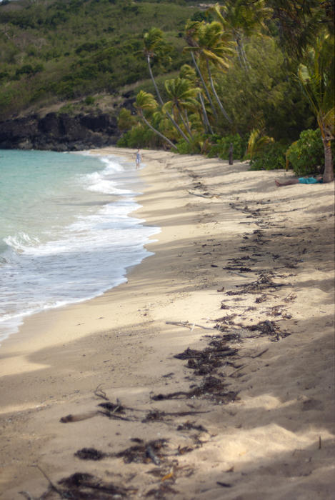 Idyllic sandy beach curving gently away around the surf with a fringe of lush green tropical palm trees