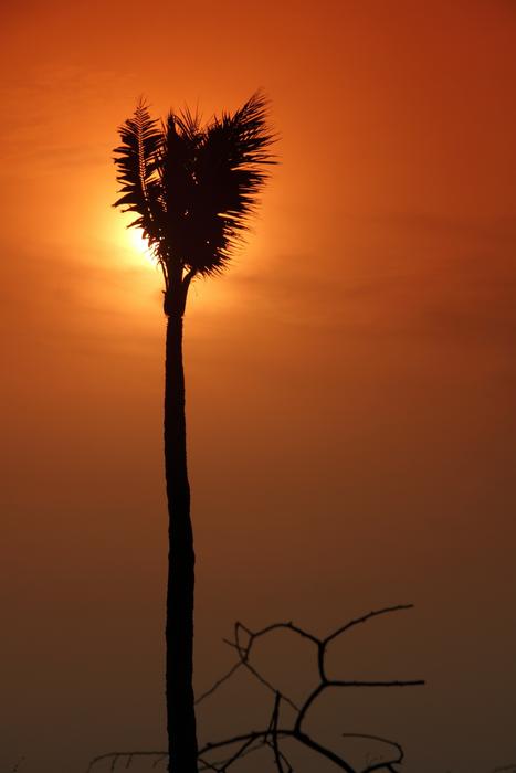 <p>Silhouette of a palm tree taken at Weerawila Sri Lanka</p>Silhouette of a palm tree