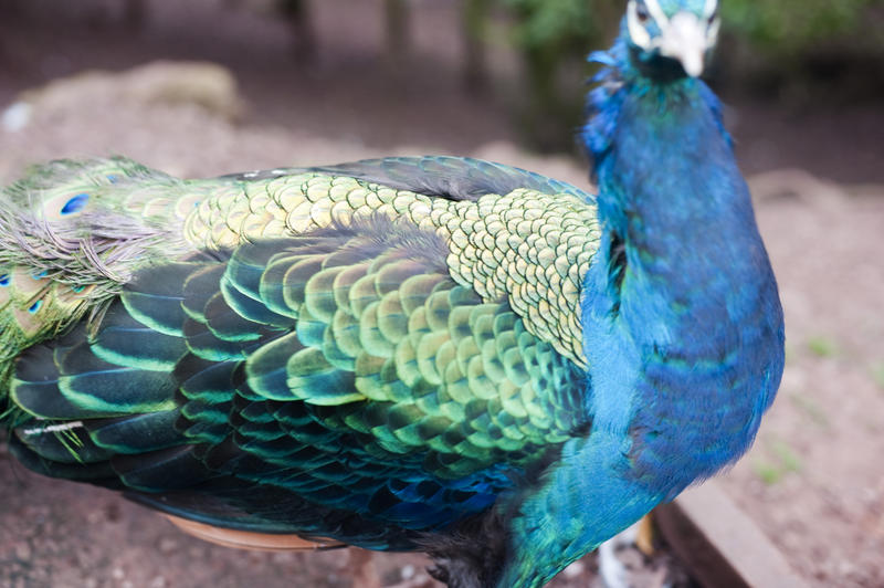 Detail of the iridescent green wing feathers of a male peacock standing sideways to the camera