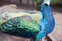 6349   Iridescent wing feathers of a peacock