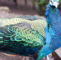 6349   Iridescent wing feathers of a peacock