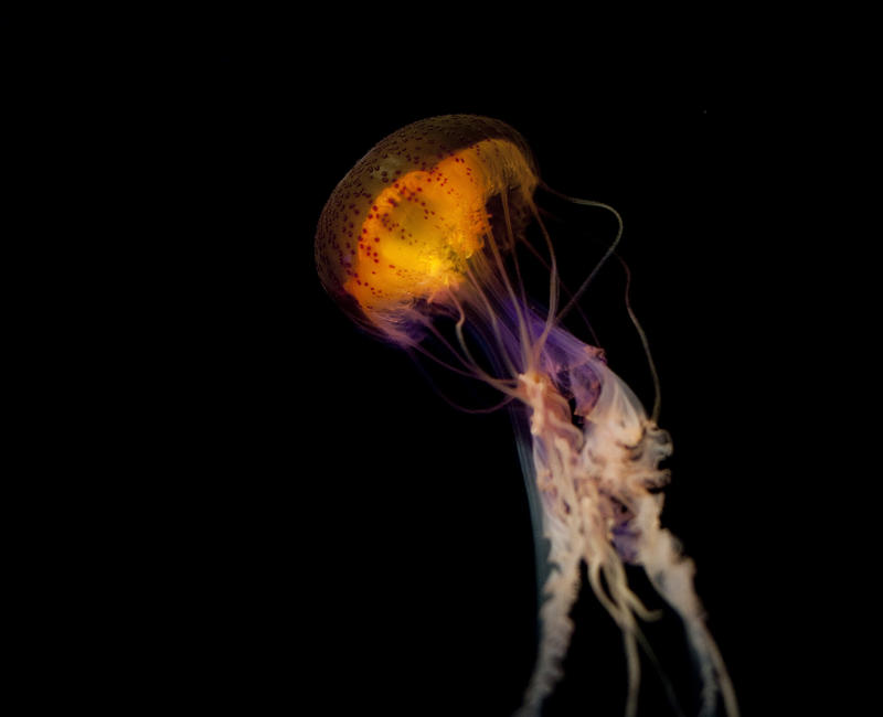 Vivid orange jellyfish with long trailing tentacles swimming underwater in an aquarium with copyspace
