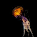 7400   Vivid orange jellyfish swimming underwater