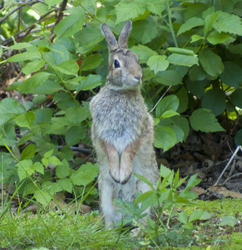 5285   Jack Rabbit