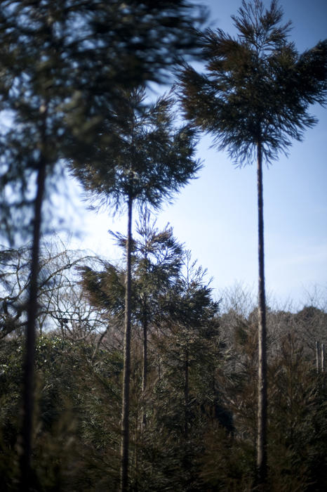 tall manicured trees at ryoan ji temple, kyoto, japan