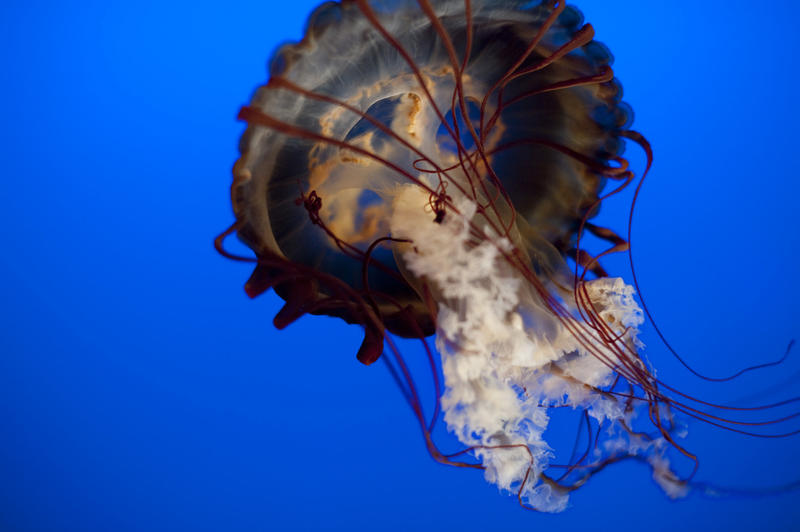 Closeup view of the poisonous tentacles and arms of a jellyfish as it swims underwater in a marine aquarium