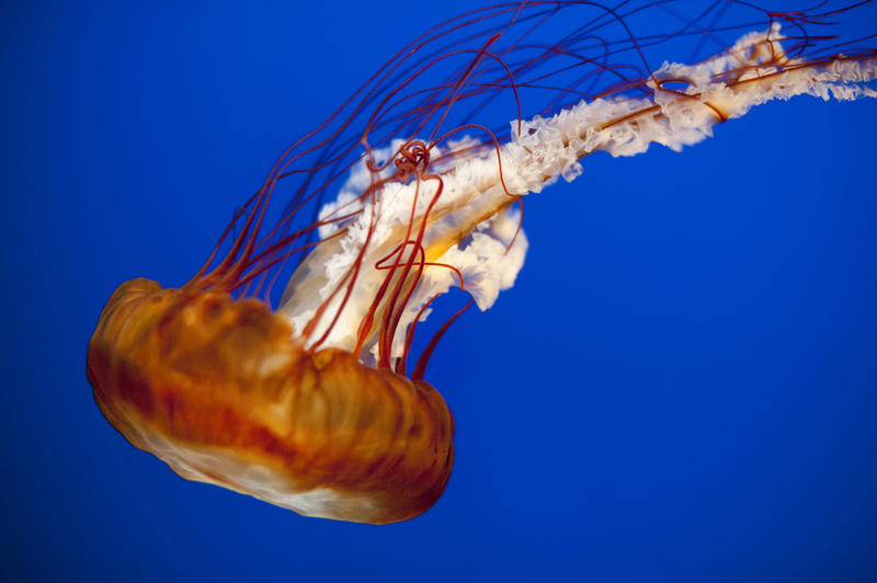 Closeup of a swimming jellyfish showing the lappets surrounding the bell and the long trailing arms and poisonous tentacles