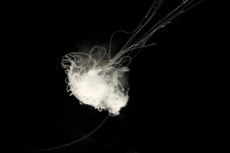 Swimming jellyfish from behind showing the tangle of stinging tentacles trailing behind the medusoid