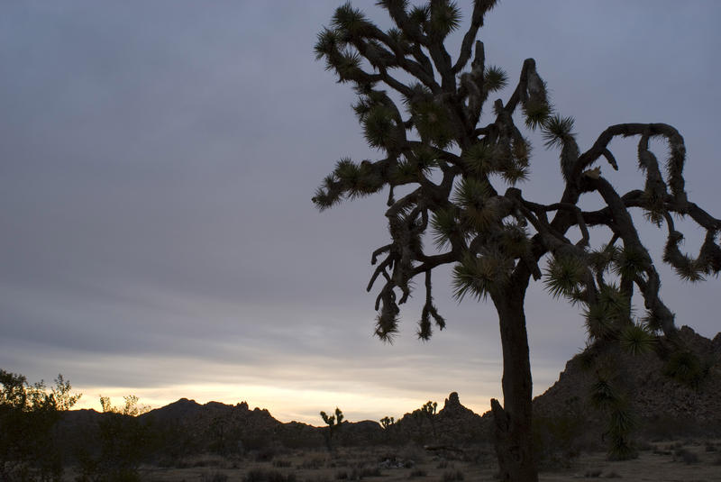 silhouette of joshua trees in california's joshua tree national park around sunset
