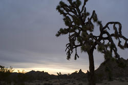 5642   joshua tree silhouette