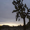 5642   joshua tree silhouette