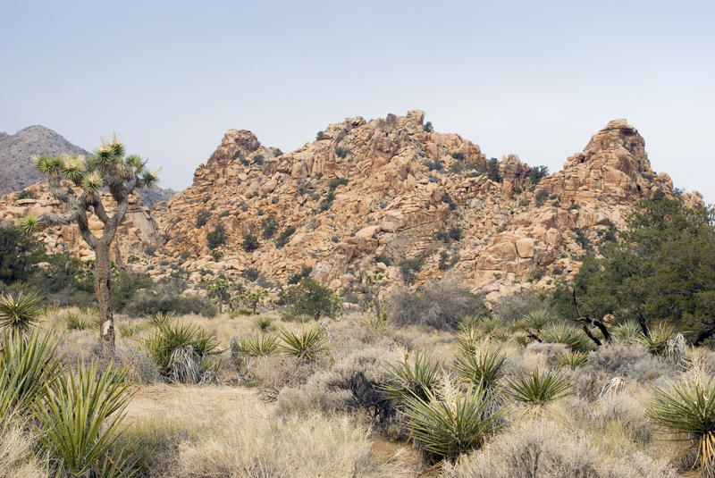 rocky desert landscape joshua trees and grasses, joshua tree national park