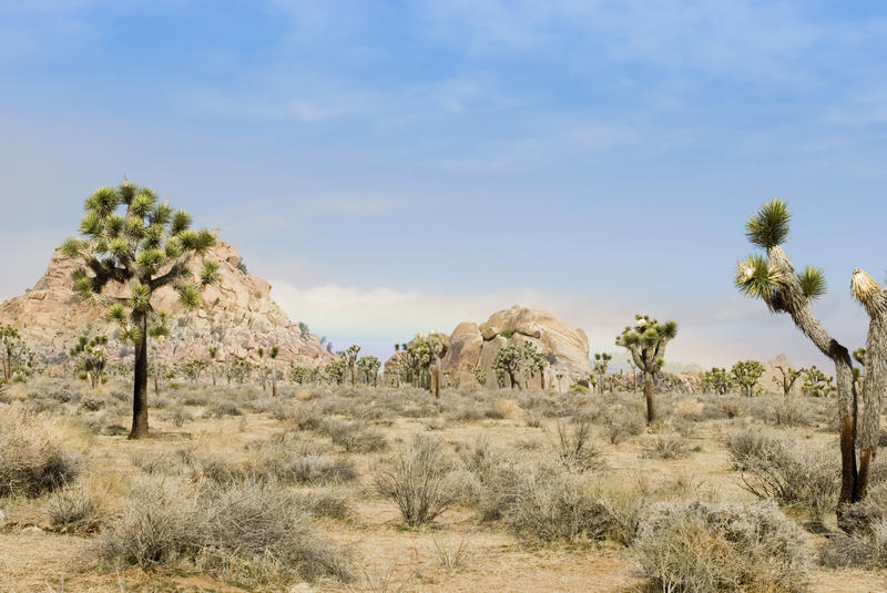 a valley full of joshua trees, joshua tree national park