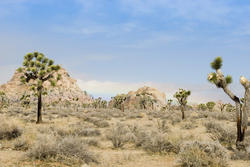 5643   valley of joshua trees