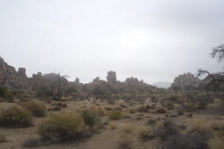 5667   joshua tree morning mist