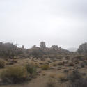 5667   joshua tree morning mist