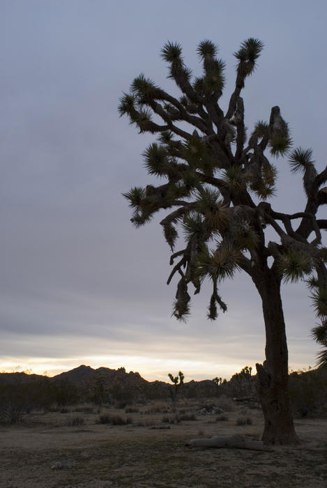 a joshua trees in silhouette, california joshua tree national park