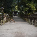 6075   Kasuga Taisha Lanterns