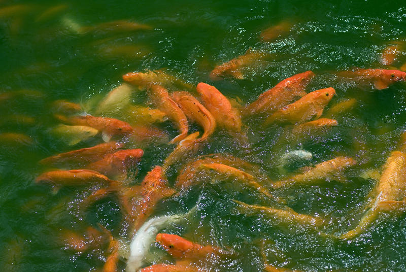 A pond teeming with colourful orange ornamental Orenji Ogon koi, a variety of koi carp bred for its colouration