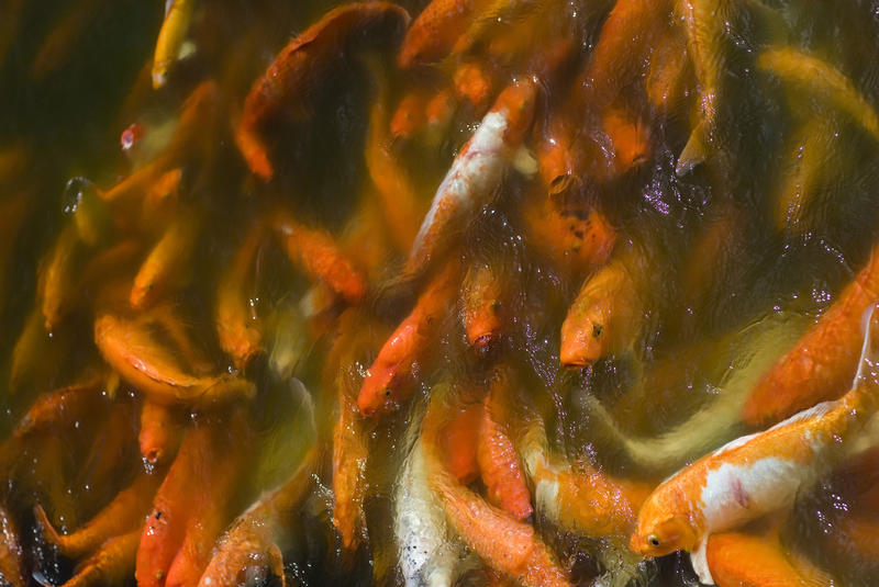 A pond full with orange with koi carp