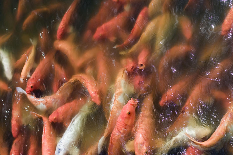 A pond full of koi carp including Orenji Ogon and other varieties