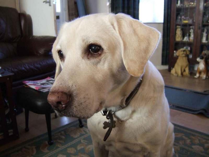 <p>Bruce the Golden Labrador</p>