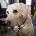 6566   labrador