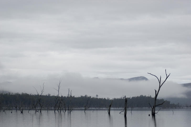 dead trees standing in the lake rowallan reservoir