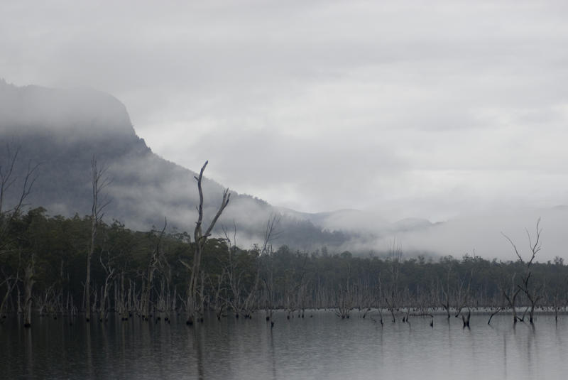 looking out across lake rowallan on a misty morning, tasmania