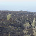 5526   Lava Field landscape