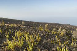 5482   Lava Field and Plants