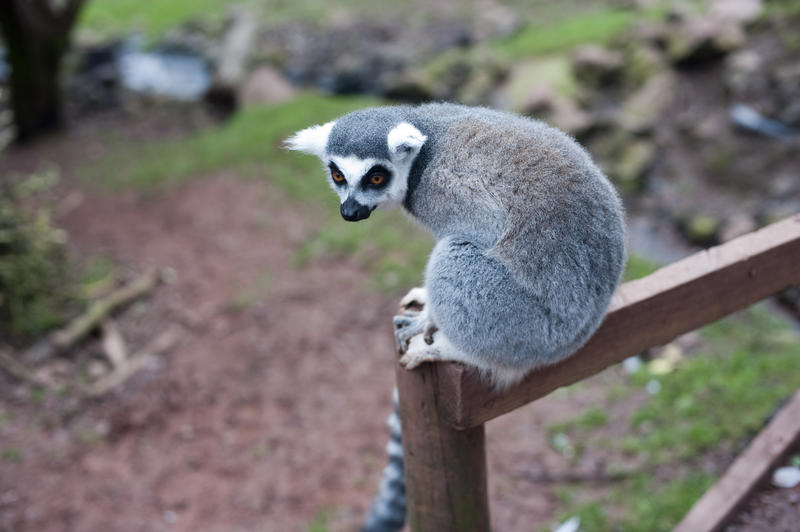 Ring-tailed lemur, Lemur catta, pictured closeup sitting on a fence post in captivity