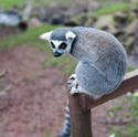 6404   Ring tailed lemur closeup