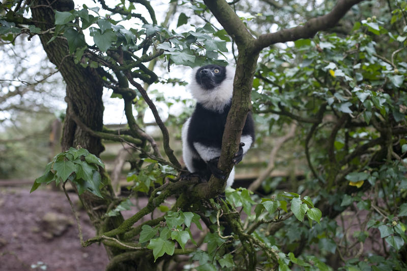 Black and white lemur, a small primate from Madagascar, climbing in a tree