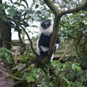 6269   Black and white lemur in a tree