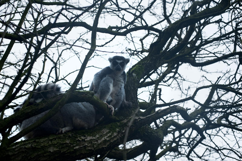 Ring-tailed lemur, Lemur catta, in a tree - this is an arboreal prosimian originating in Madagascar