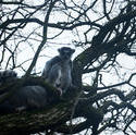 6381   Ring tailed lemur in a tree