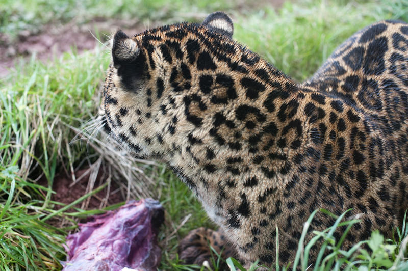Rear view of a young leopard, Panthera pardus, eating in captivity on green grass