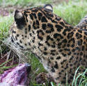 6405   Leopard eating in captivity