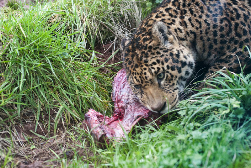 Leopard lying in the grass eating a carcass gnawing on a bone with copyspace