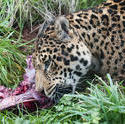 6383   Leopard gnawing on a bone