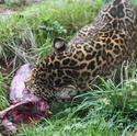 6407   Leopard gnawing on a carcass