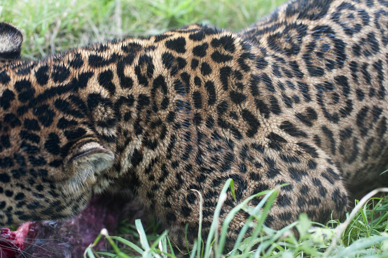 Closeup of a leopard eating showing the detail of the fur and spotted markings