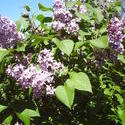 5278   lilac flowers