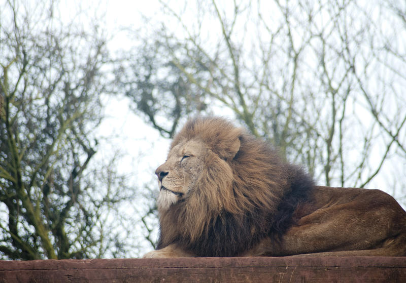 Proud male lion with a full mane lying sideways on top of a wooden platform in captivity