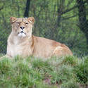 6408   Lioness in captivity