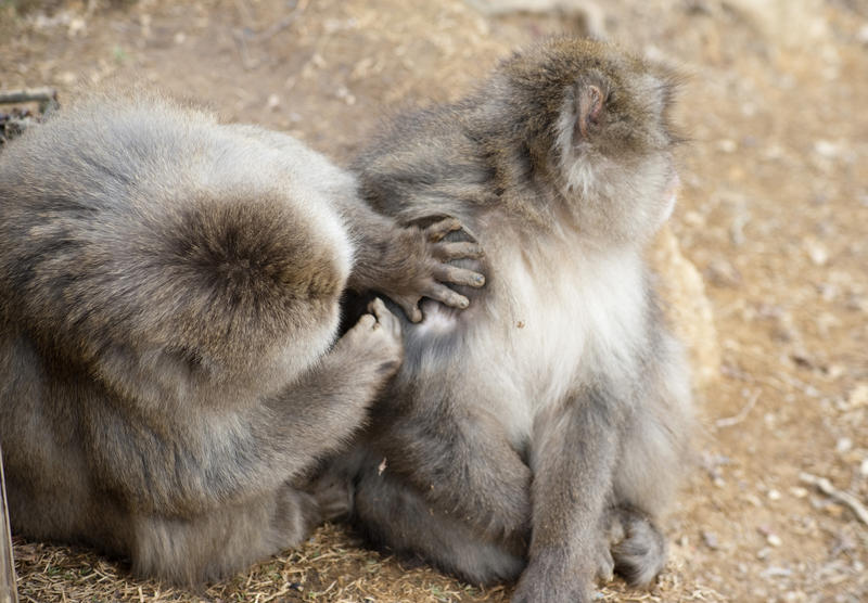 a monkey grooming the coat of another monekey for parasites