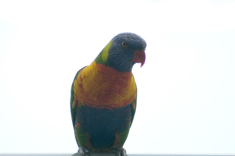 Multicoloured rainbow lorikeet, a small parrot from Australia with a brush-like tongue adapted to eating nectar, sitting on a perch