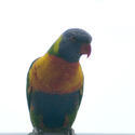 6350   Multicoloured rainbow lorikeet