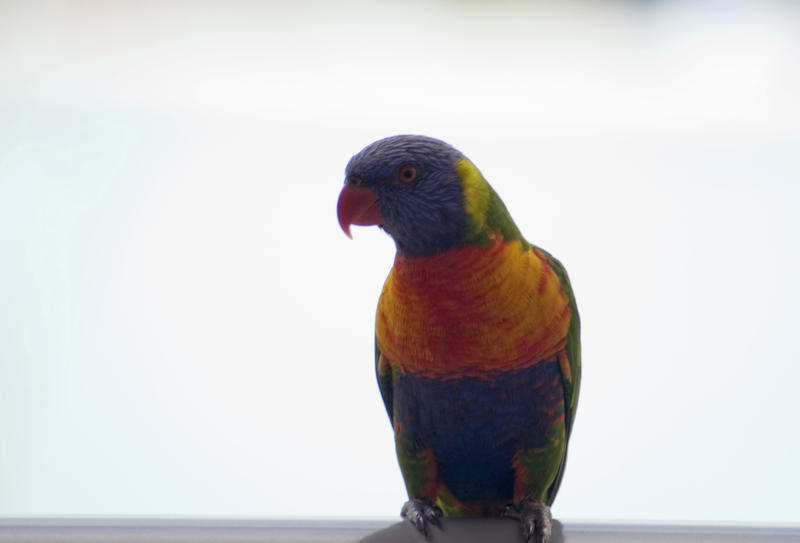 Closeup of a coluorful rainbow lorikeet, a small Australian parrot which is a popular pet, sitting on a perch